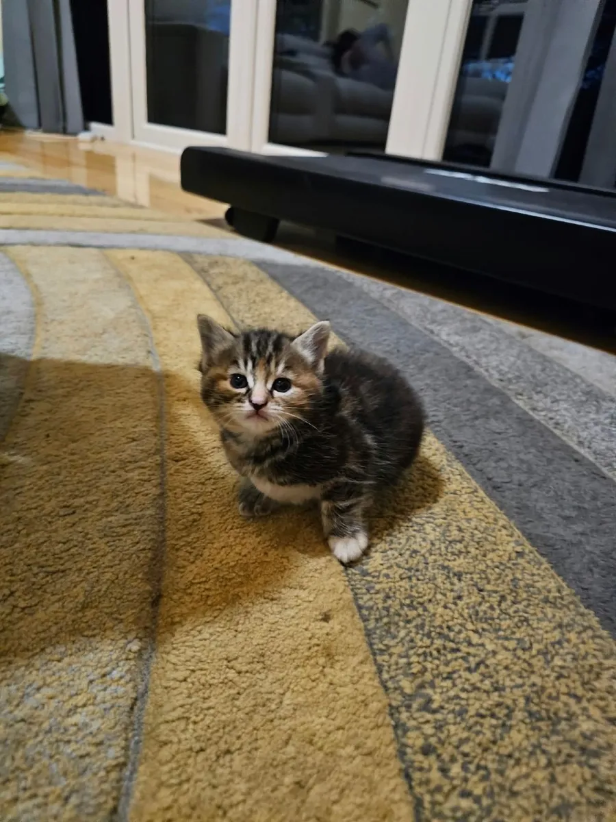 Cats - Image 1