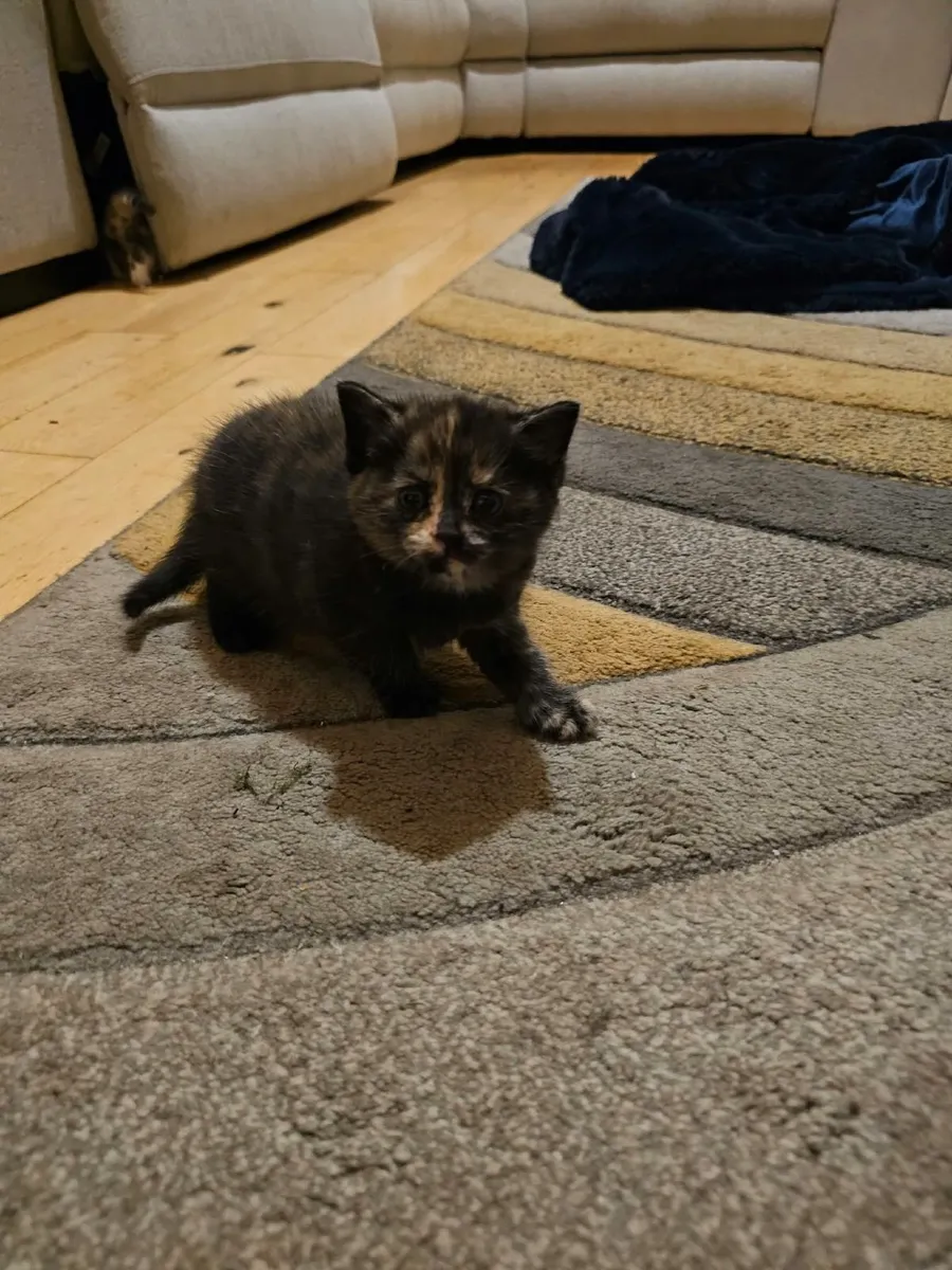 Cats - Image 2