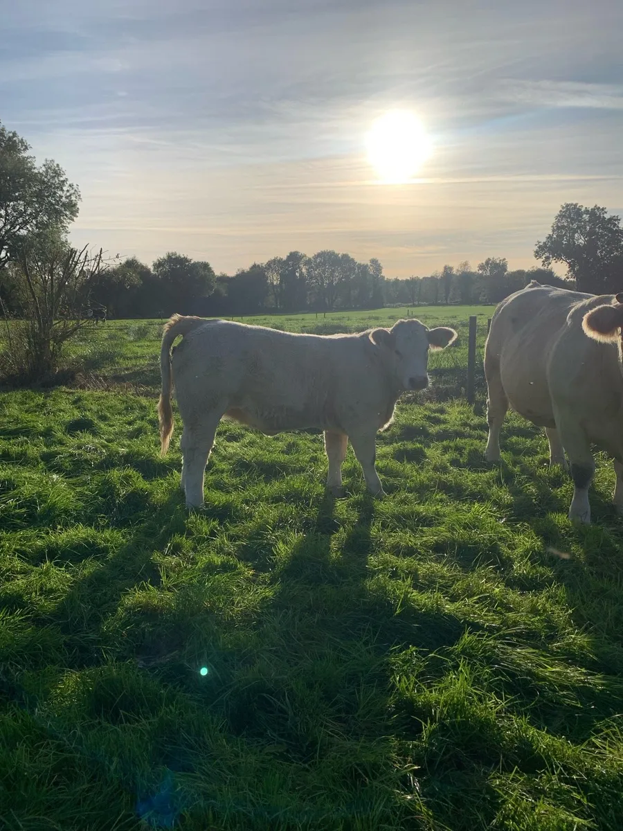 Heifers - Image 1