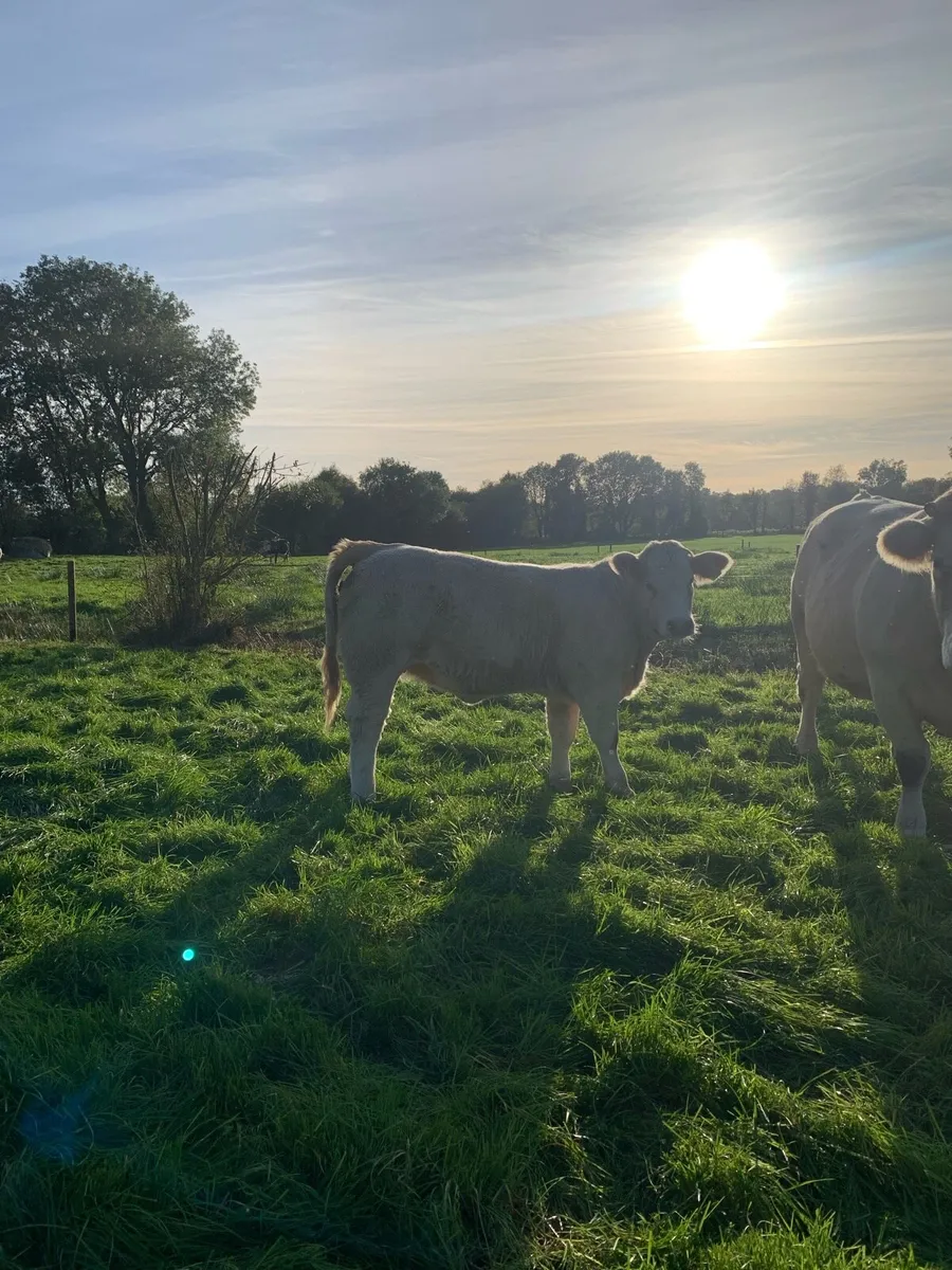 Heifers - Image 2
