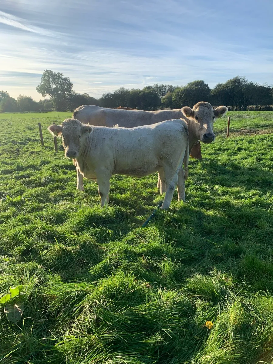 Heifers - Image 3
