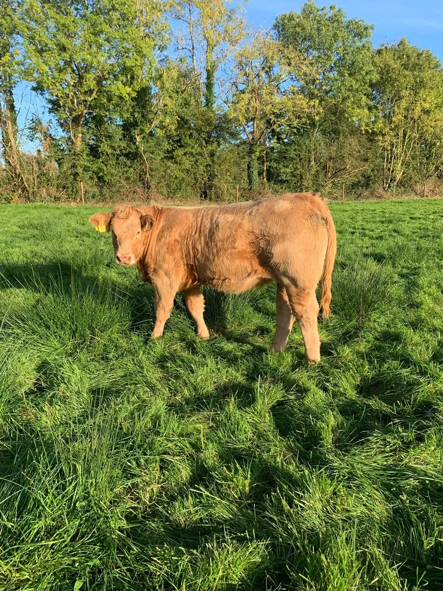 Heifers - Image 4