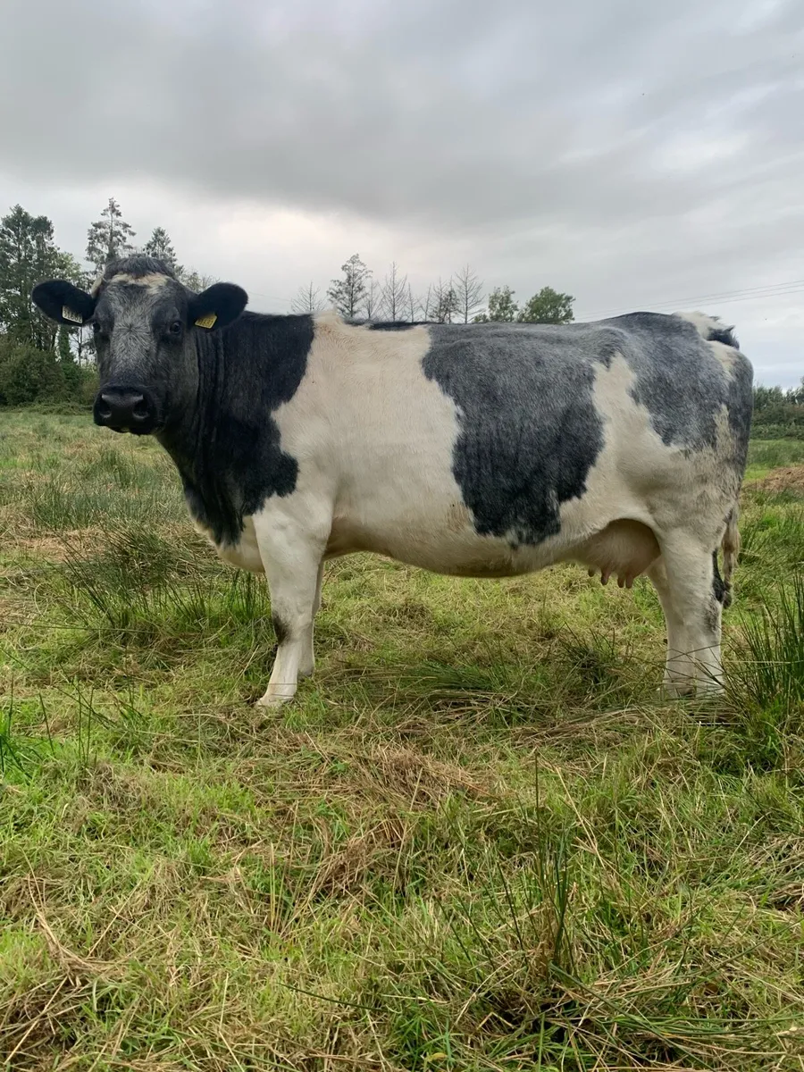 Springer Cow - Image 1