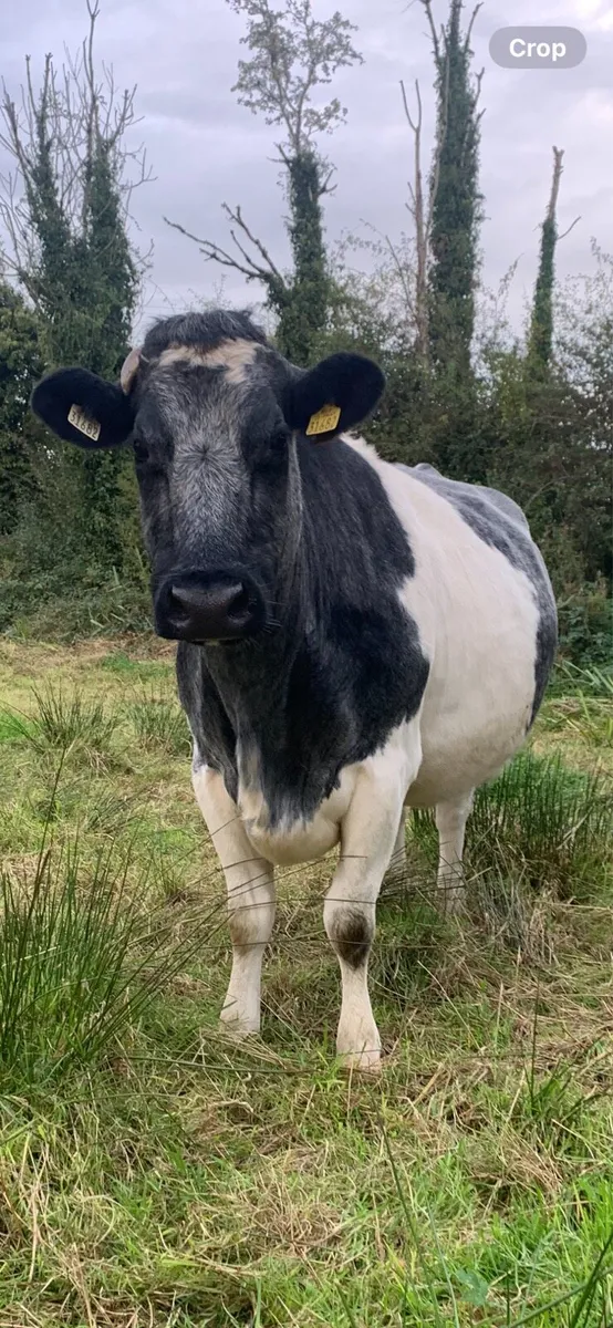 Springer Cow - Image 2
