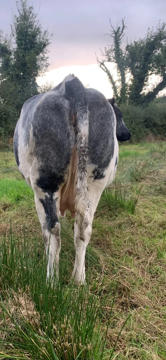 Springer Cow - Image 3