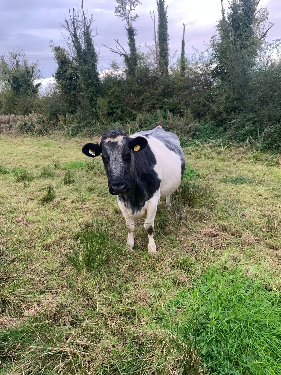 Springer Cow - Image 4