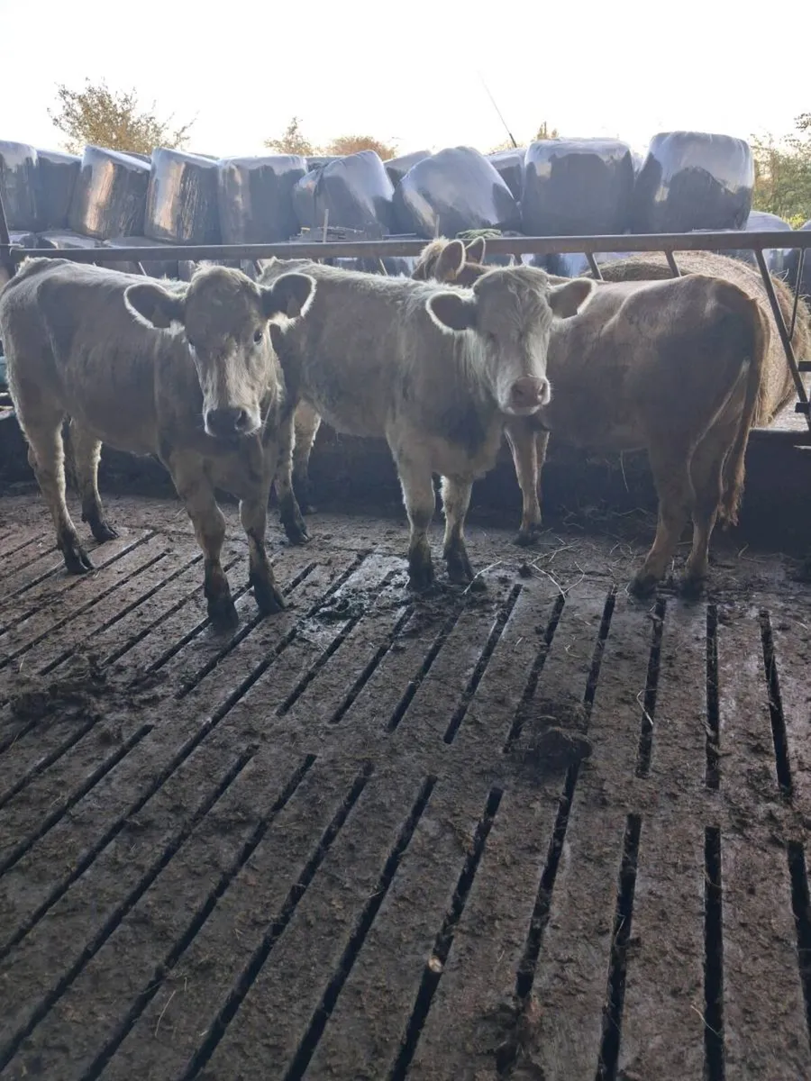 Charolais heifers - Image 1