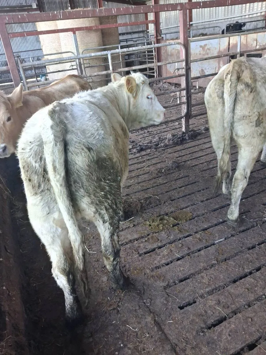 Charolais heifers - Image 2