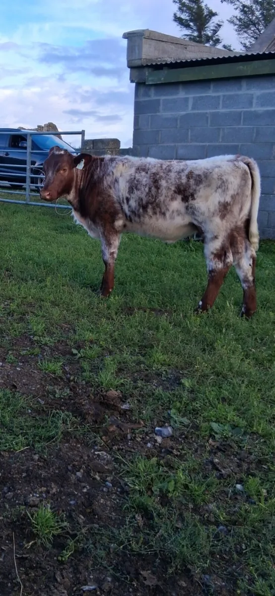 Super PB heifer weaning - Image 1