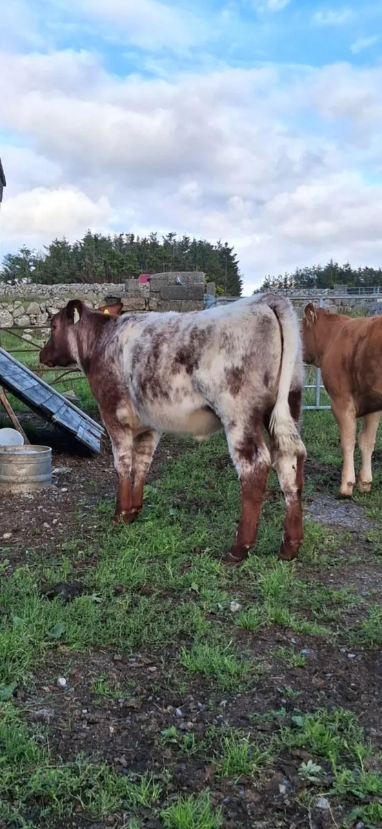 Super PB heifer weaning - Image 2