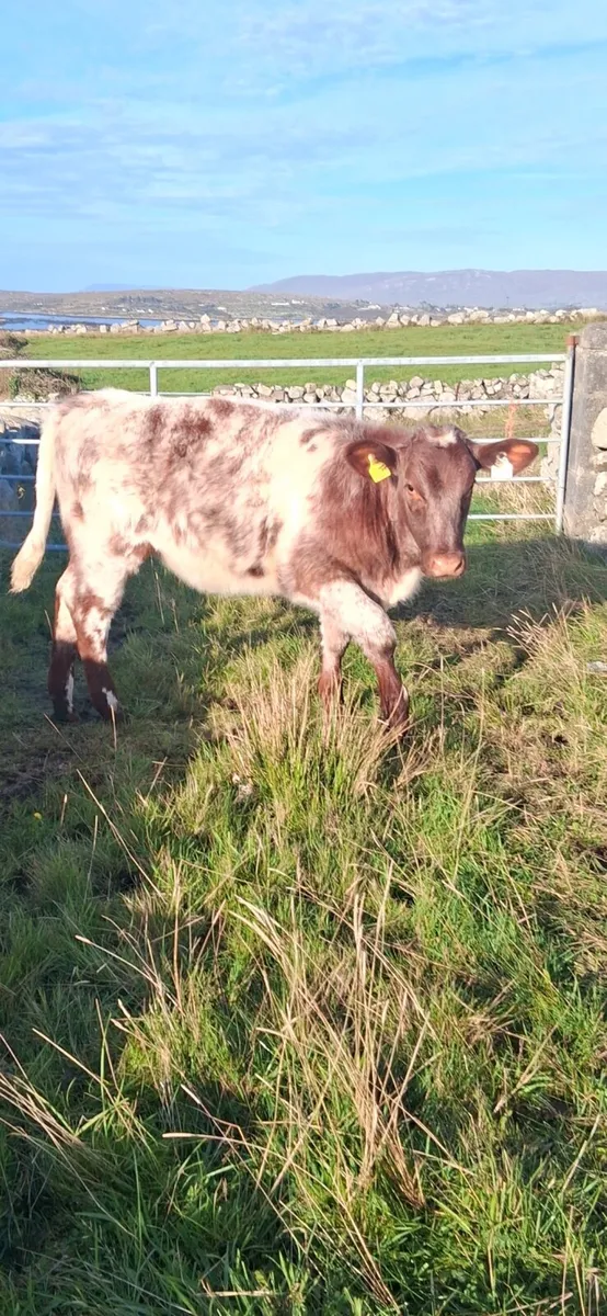 Super PB heifer weaning - Image 3