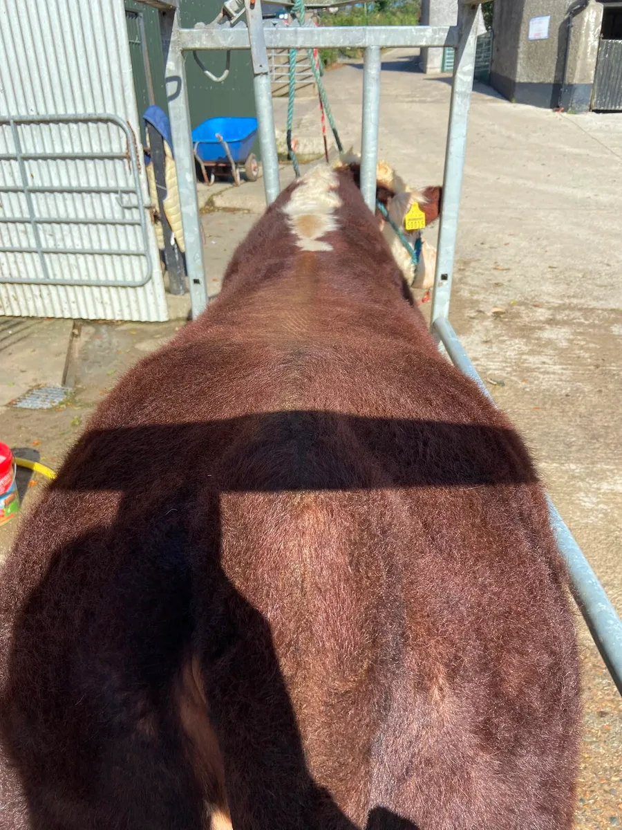 Pedigree Hereford bulls - Image 2