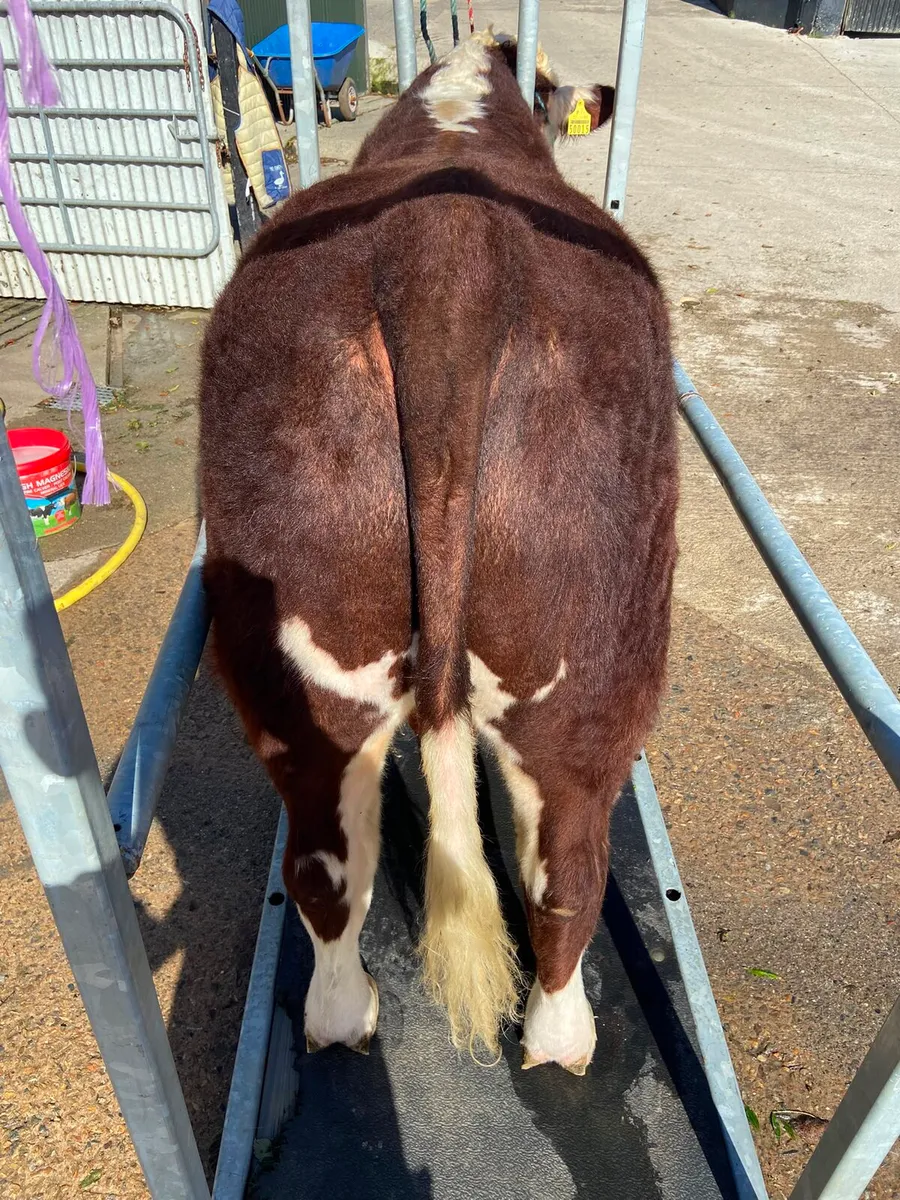 Pedigree Hereford bulls - Image 3