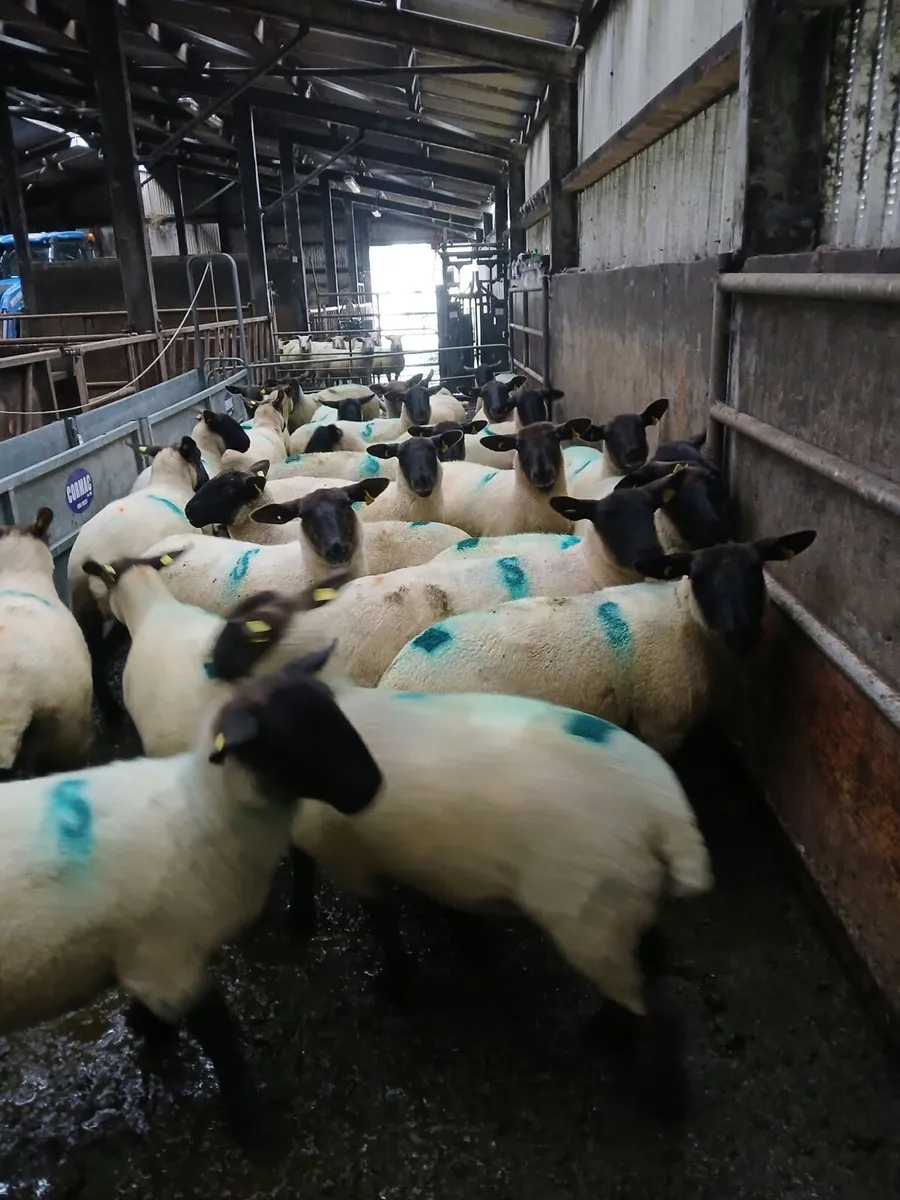 Breeding Hoggets - Image 2