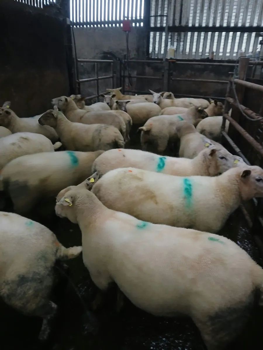 Breeding Hoggets - Image 1