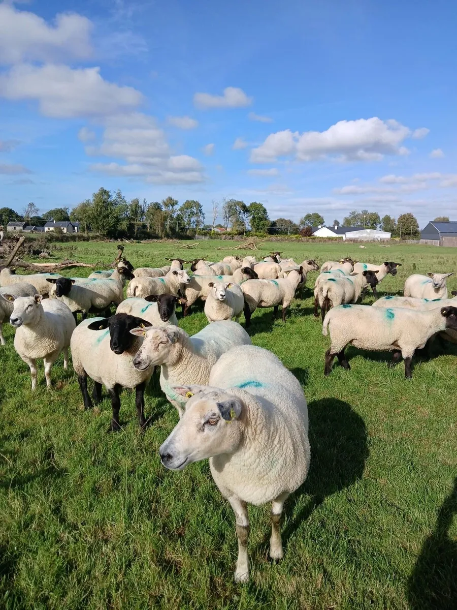 Breeding Hoggets - Image 4