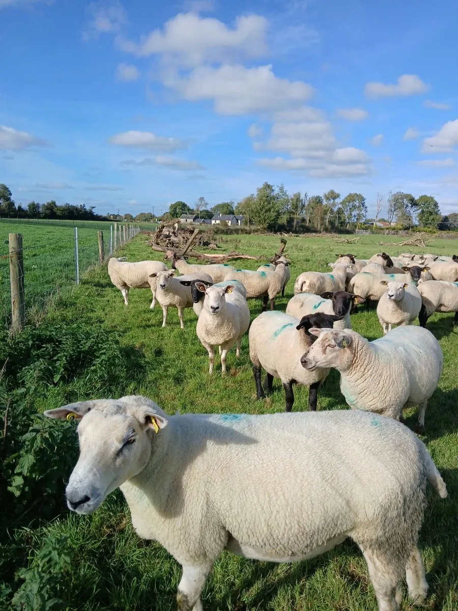 Breeding Hoggets - Image 3
