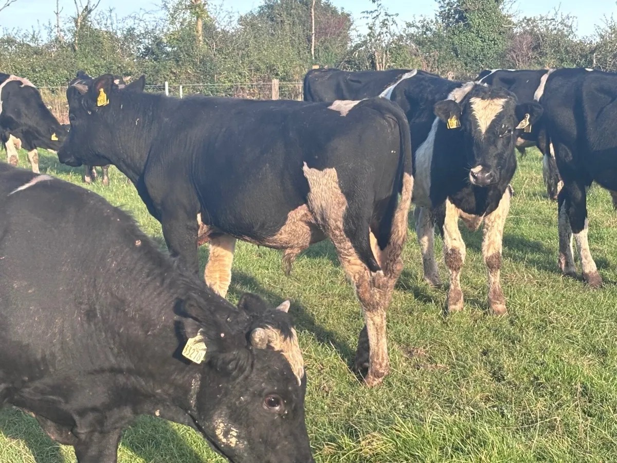 12 top quality Freisan bull weanlings for Sale - Image 2