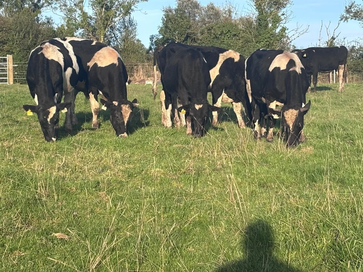12 top quality Freisan bull weanlings for Sale - Image 1