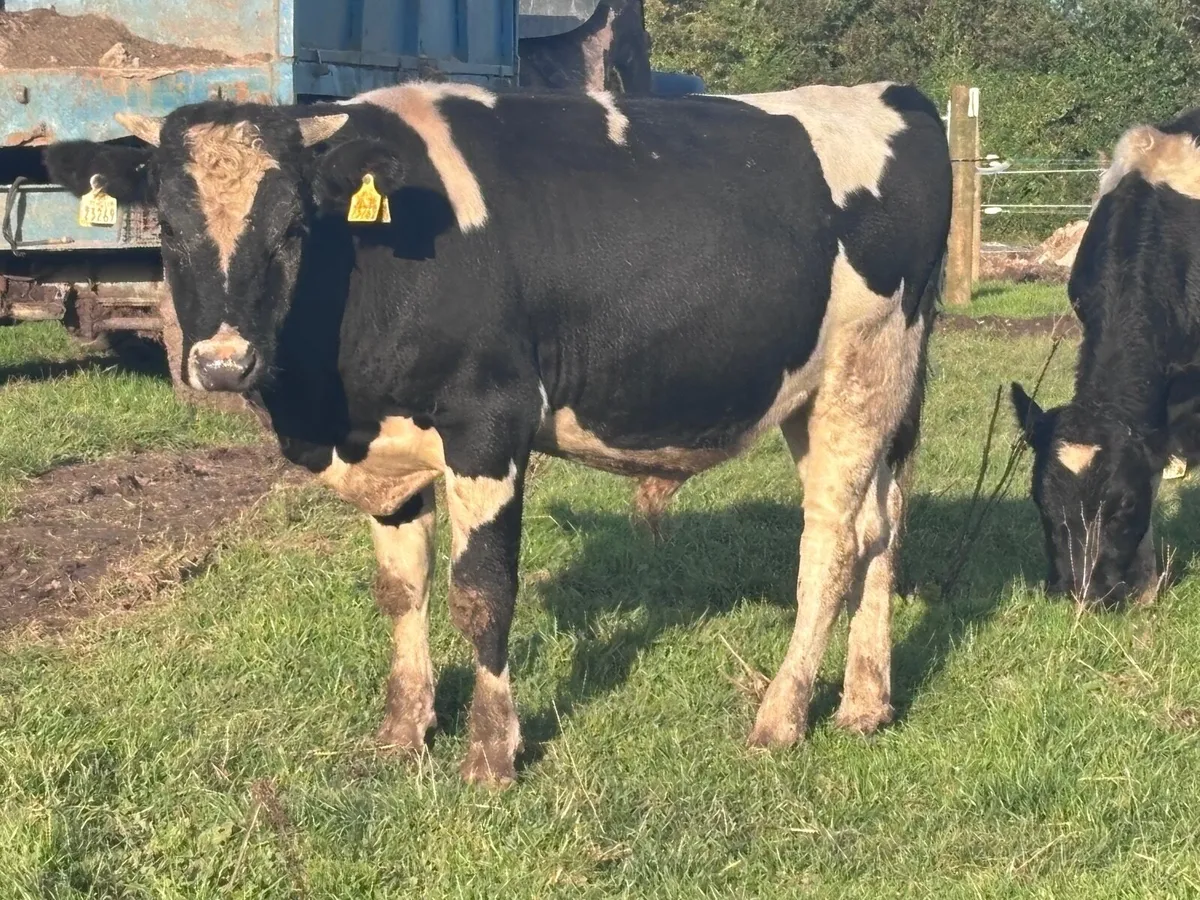 12 top quality Freisan bull weanlings for Sale - Image 3