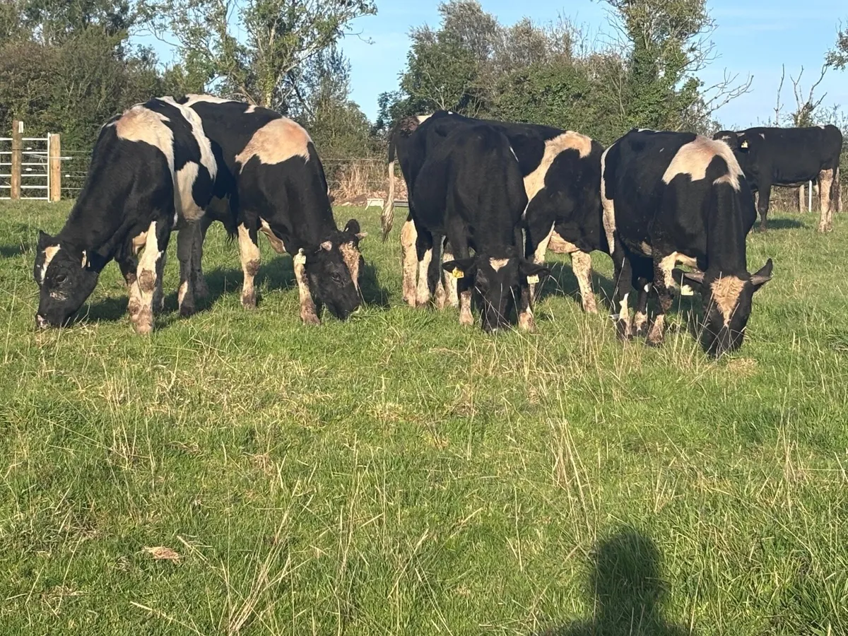 12 top quality Freisan bull weanlings for Sale - Image 4