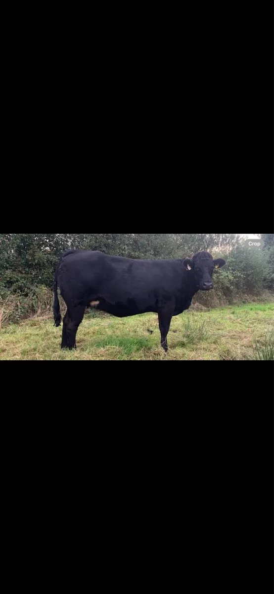 Springing Heifer - Image 1