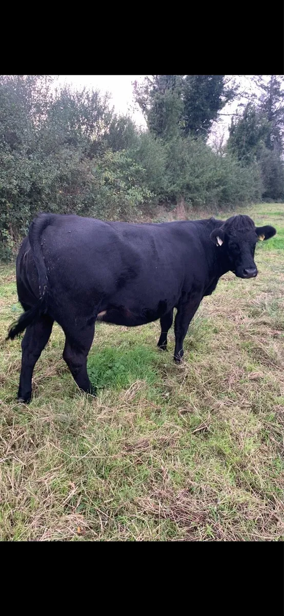 Springing Heifer - Image 2