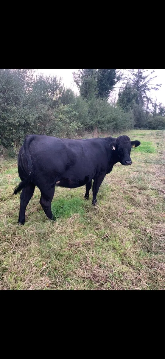 Springing Heifer - Image 3