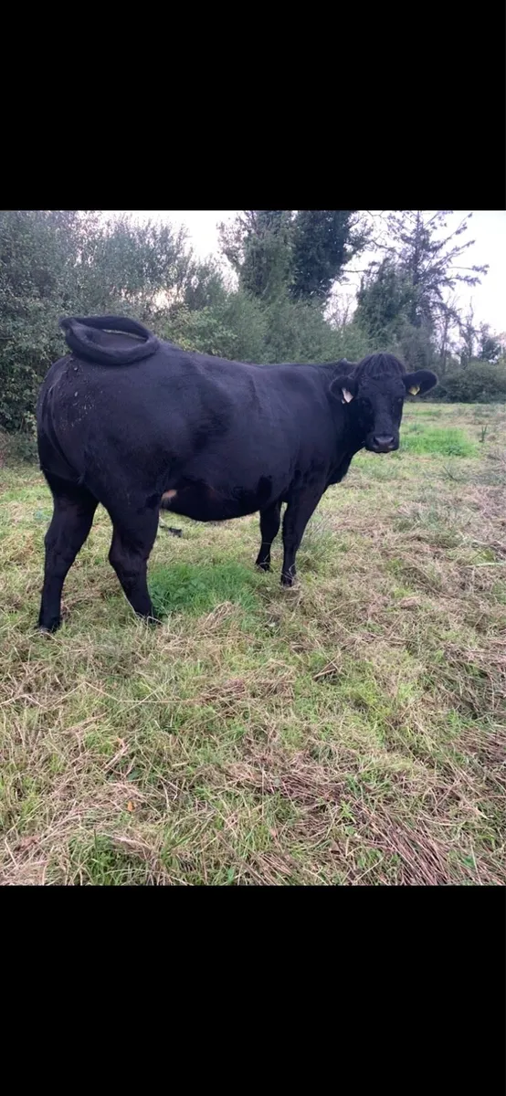 Springing Heifer - Image 4