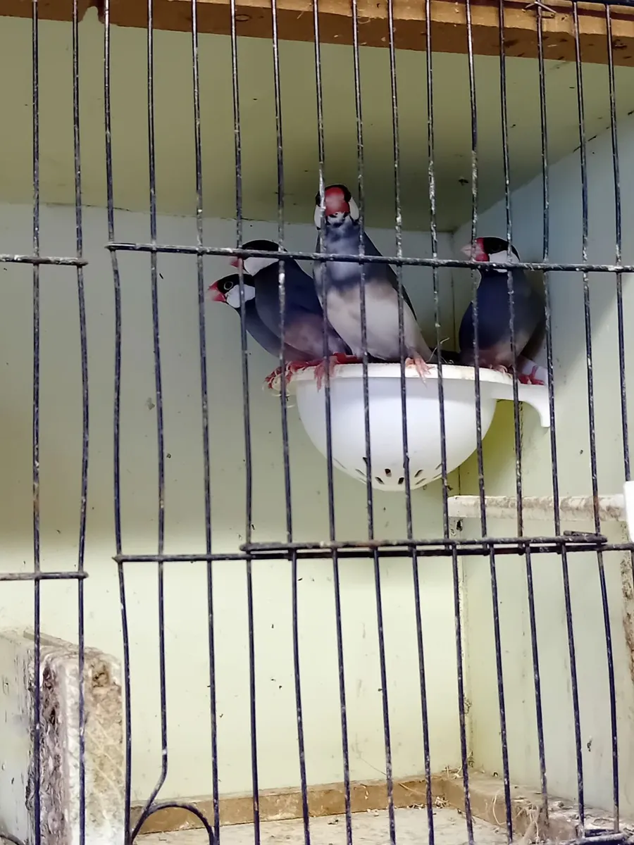 Birds - Image 2