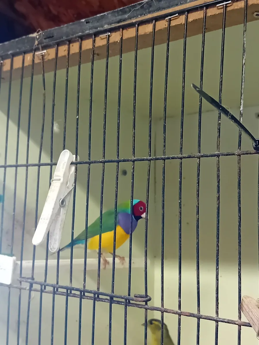 Birds - Image 1