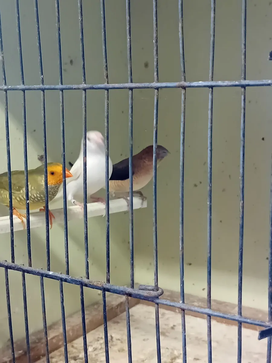Birds - Image 3