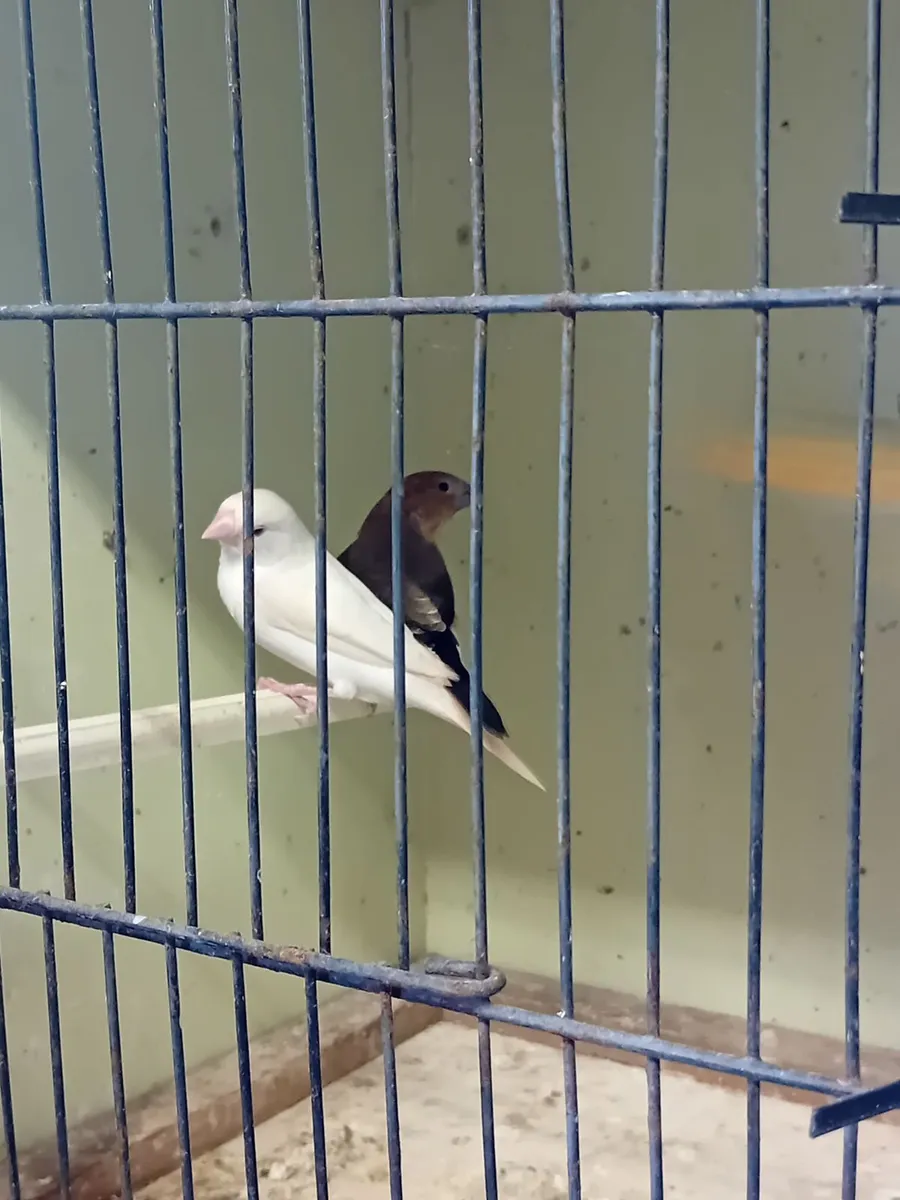 Birds - Image 4
