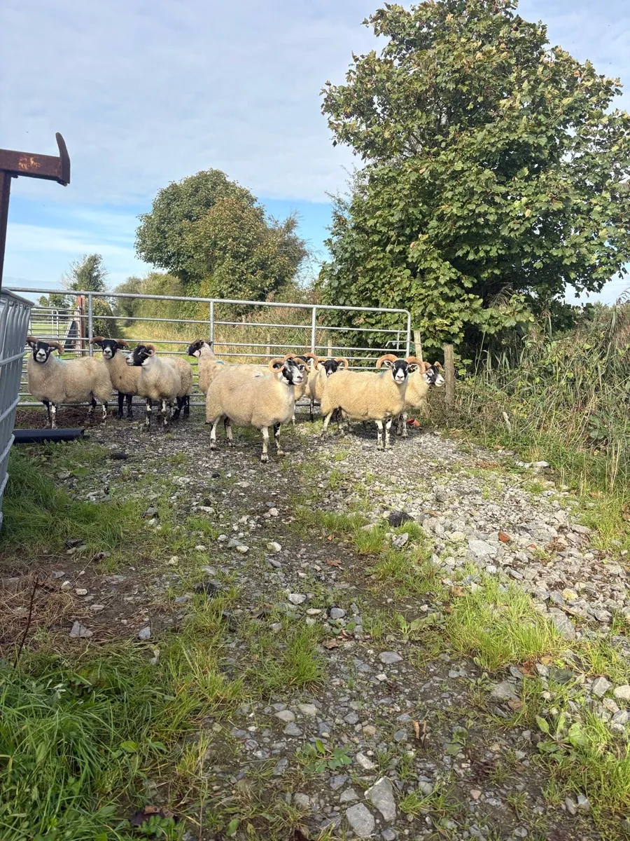 Lanark Rams, Hoggets and full mouth ewes - Image 3