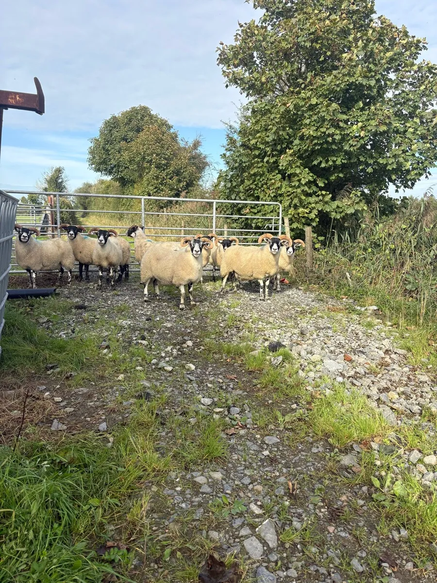 Lanark Rams, Hoggets and full mouth ewes - Image 4