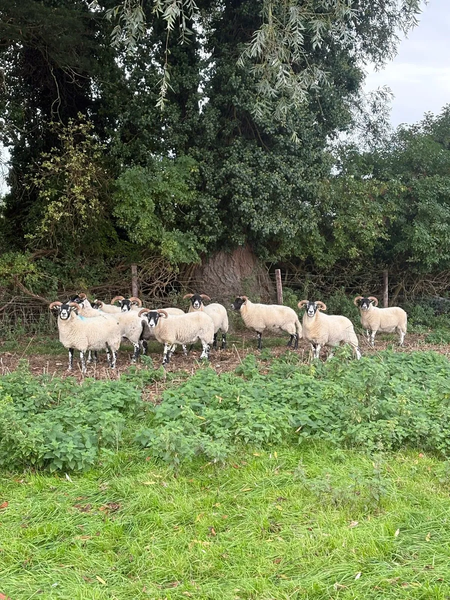 Lanark Rams, Hoggets and full mouth ewes - Image 1