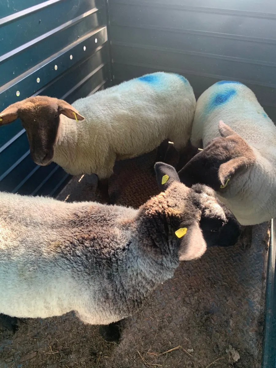 Sheep - Image 2