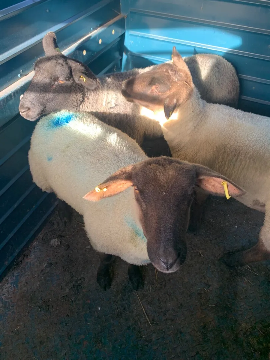 Sheep - Image 1