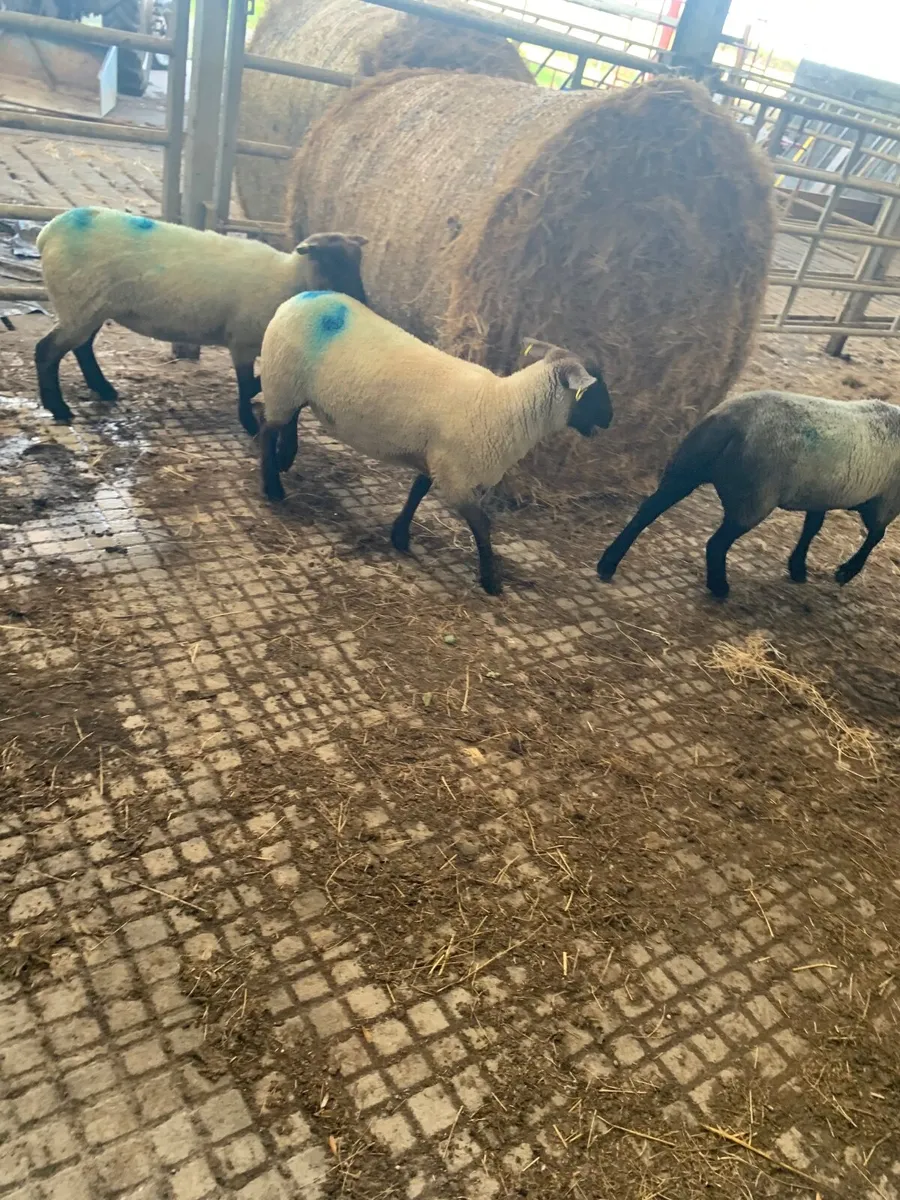 Sheep - Image 4