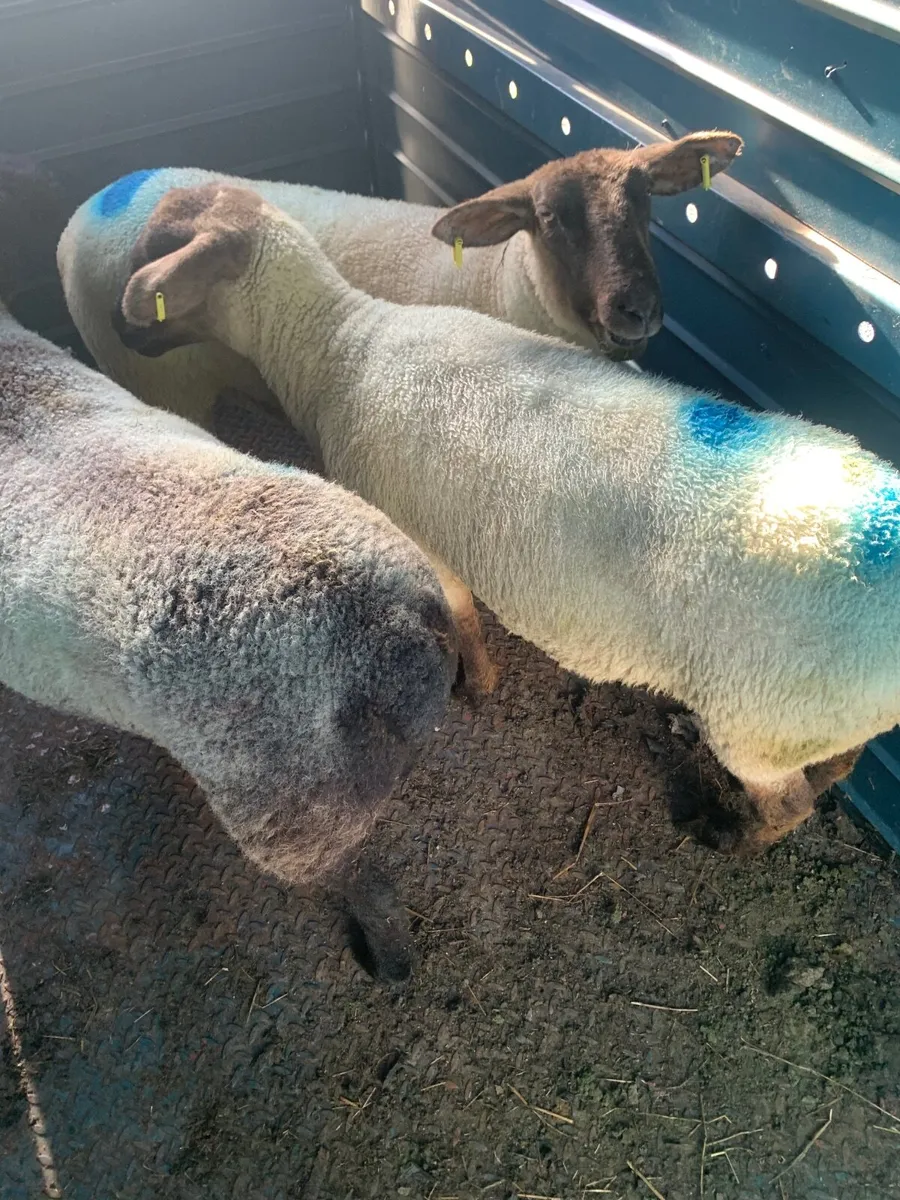 Sheep - Image 3