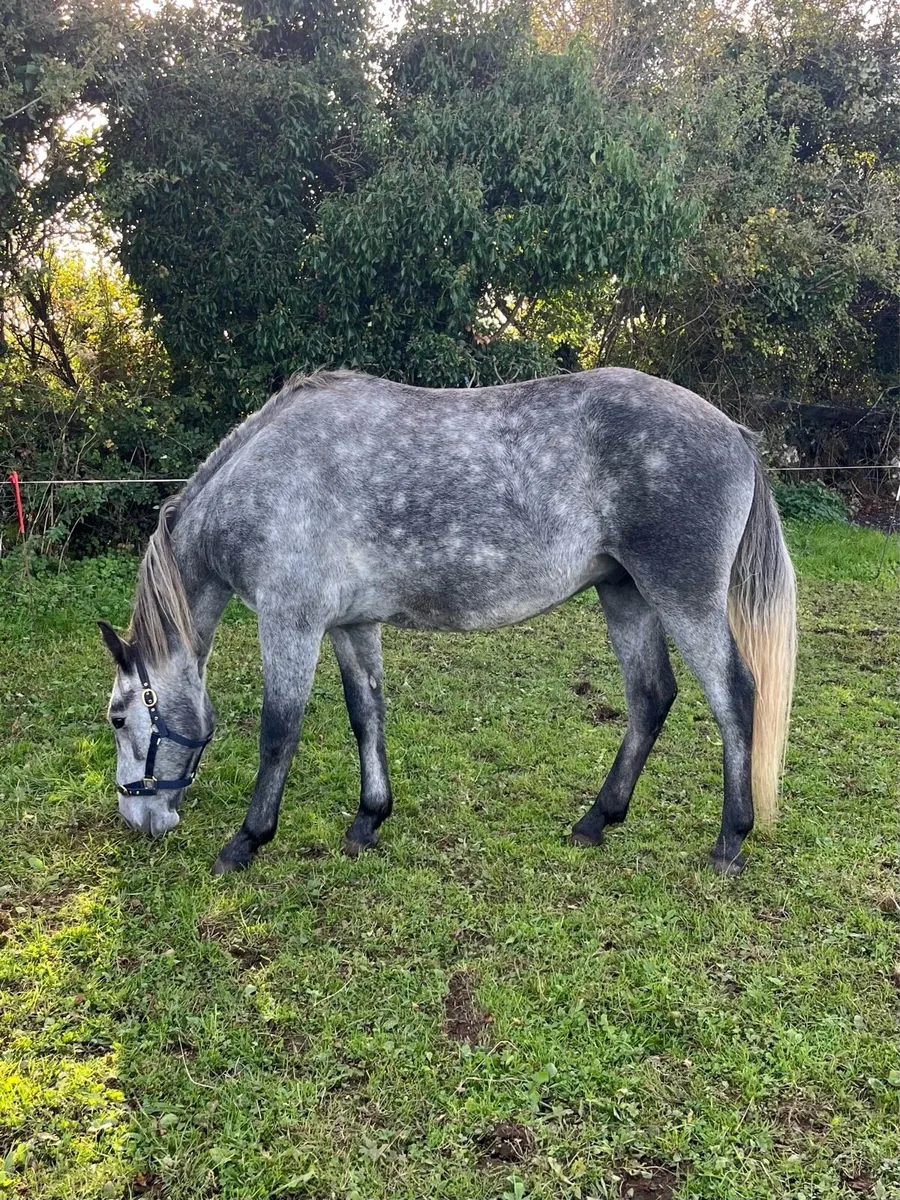 14.2 pony - Image 3