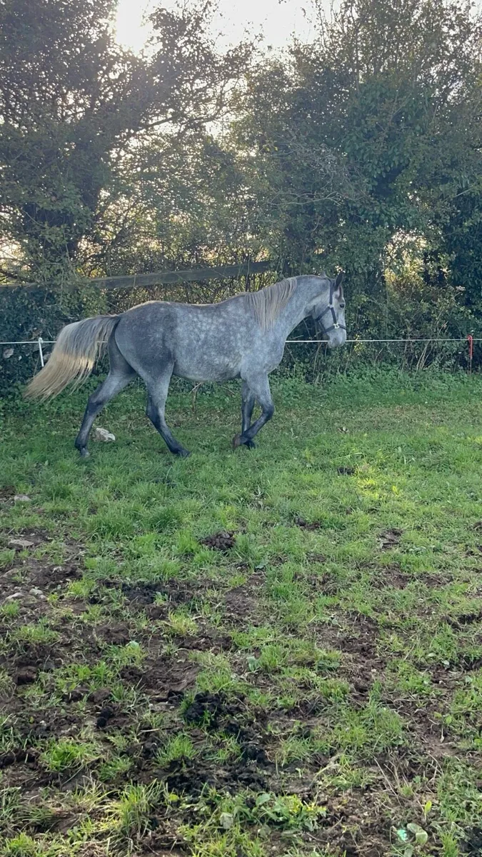 14.2 pony - Image 4