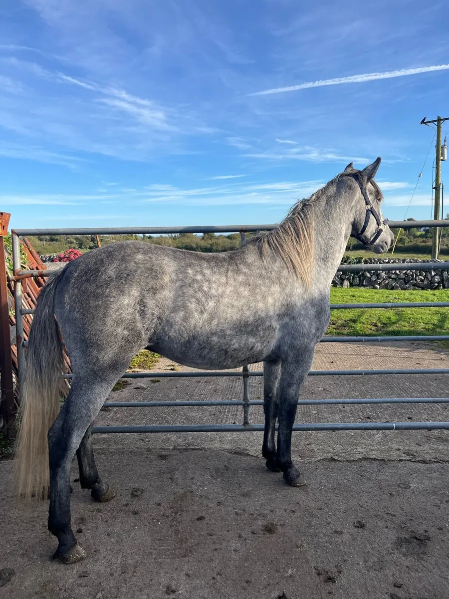 14.2 pony - Image 1