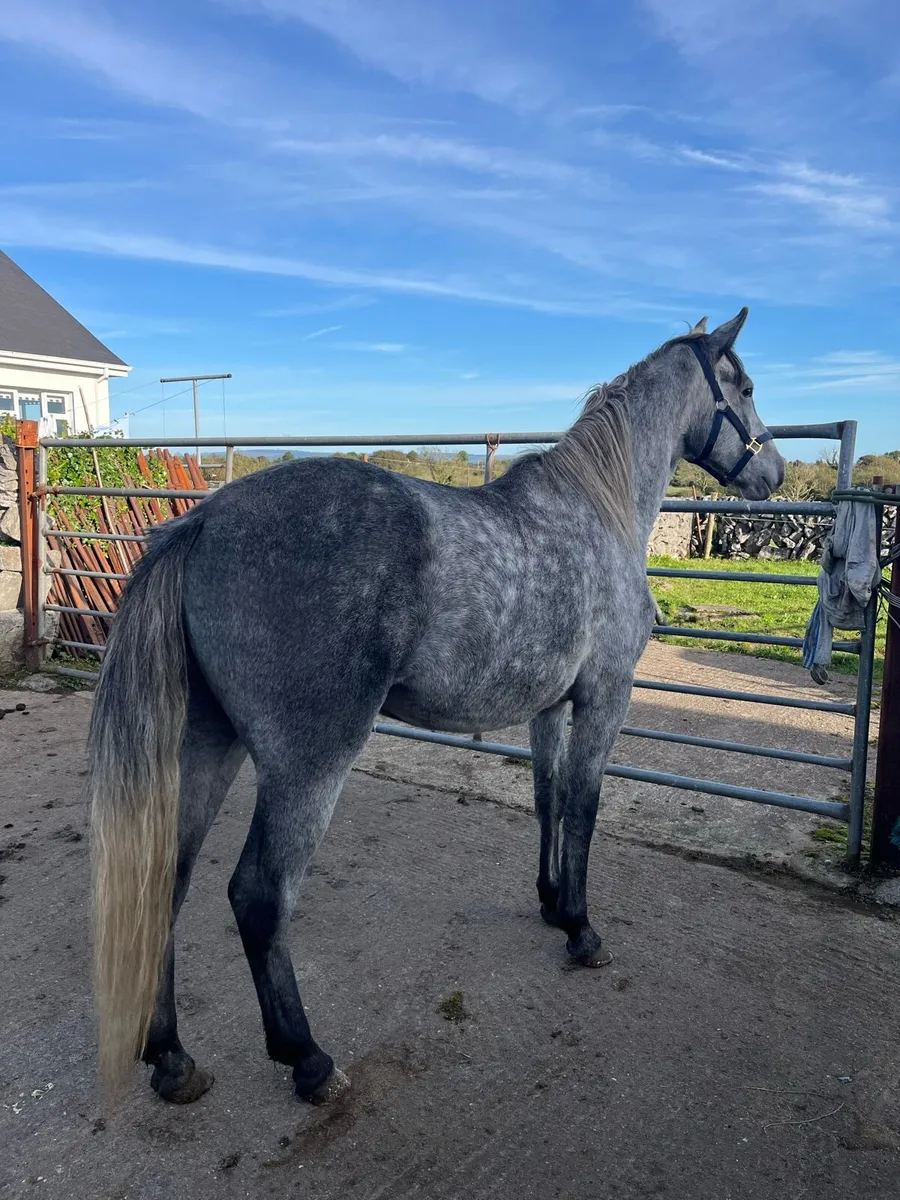14.2 pony - Image 2