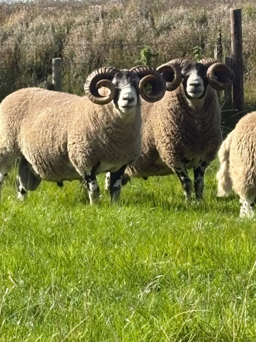 Lanark Rams, Hoggets and full mouth ewes - Image 2