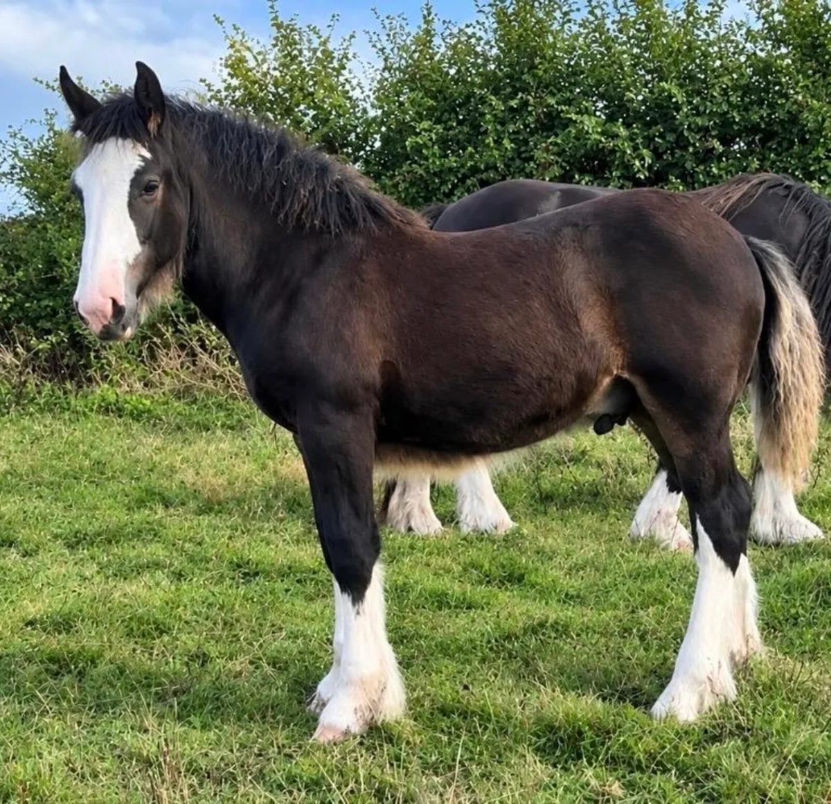 Cob colt foal - Image 3