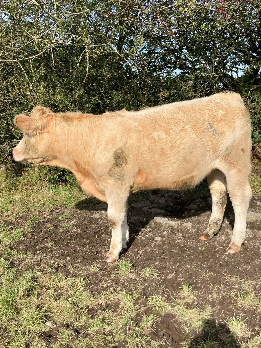 10 Store Heifers - Image 3