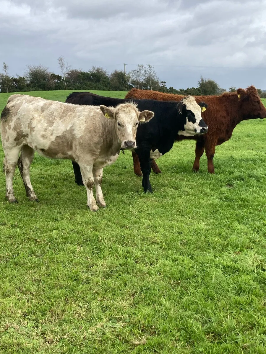 10 Store Heifers - Image 1