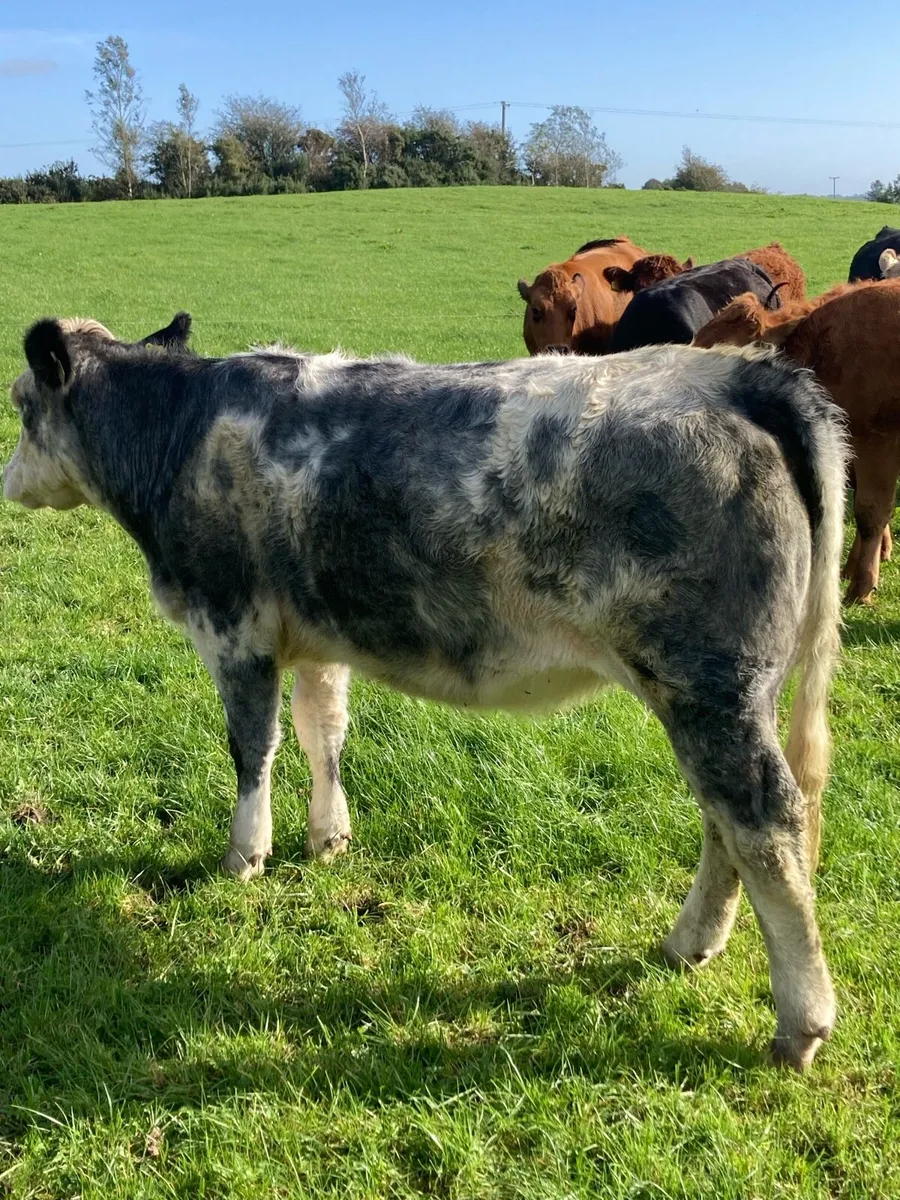 10 Store Heifers - Image 2
