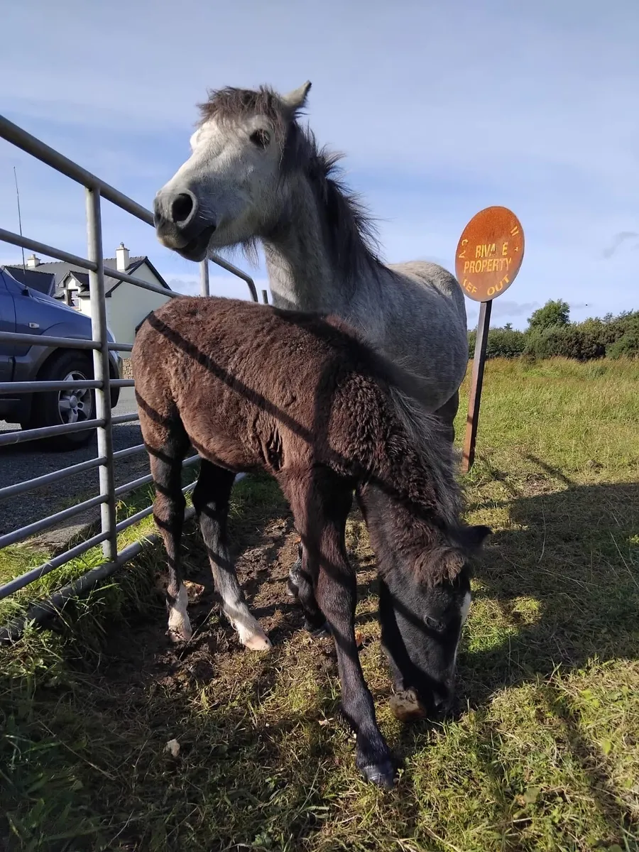 Mare and foal - Image 2